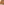         Saint Laurent Camel Ribbed Cycling Shorts