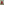         Rouge de Coeur 24/24 29 PHW